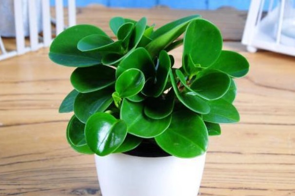 此花象征着公平公正,净化空气防辐射,电脑桌旁很常见!