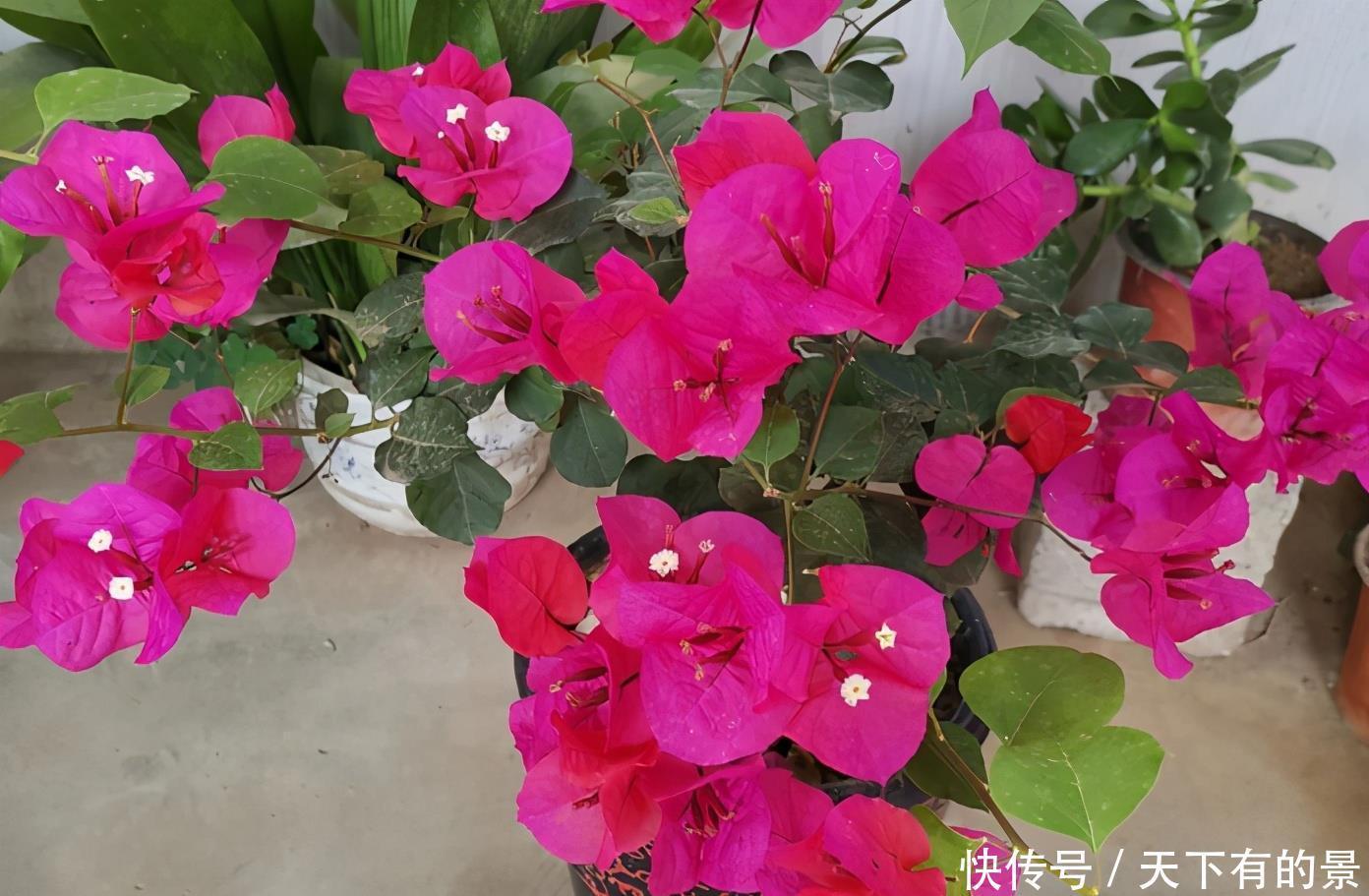 养护|涨知识!邻居奶奶养三角梅,全靠抓住这3点