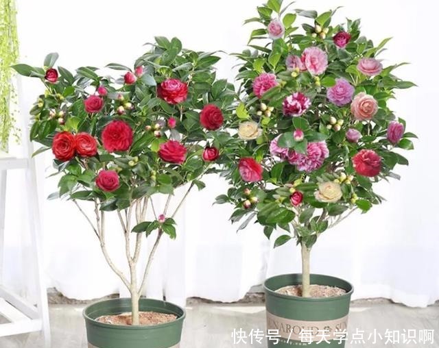 年底买花,选此6类花,大气又添彩!