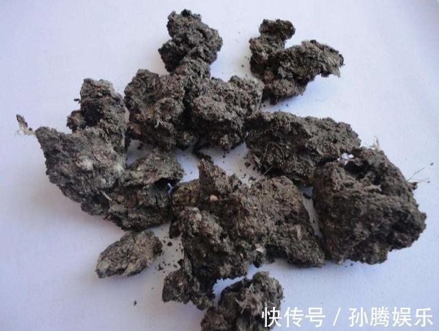 天然“有机肥”可以养花，花儿蹭蹭长新芽，花苞窜真有生机！