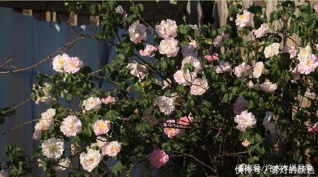 20款古老月季。数百年唯美传承,个个经典又抗病。远胜现代月季