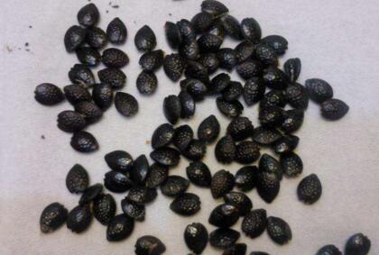 吃水果时挖一勺子，洗洗扔盆里，20天发芽成盆栽，结的果子吃不完