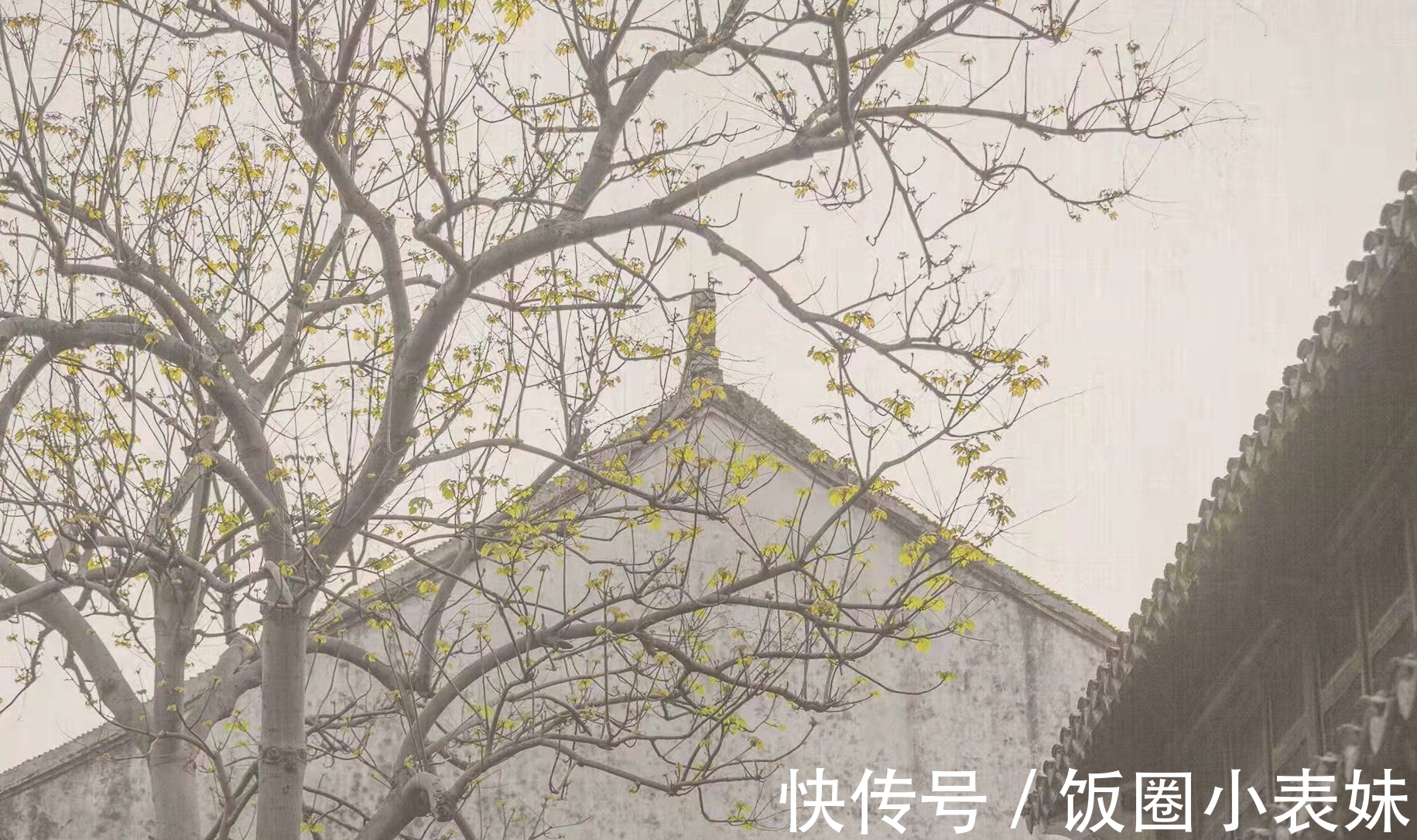 夜来南风起!细品白居易之诗:口语诗歌虽直白,朗朗上口意蕴长