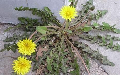 荠菜|爱挖野菜的注意了！这些地方的野菜不能吃