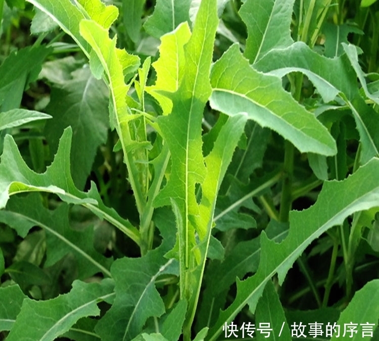  善待|遇见此野菜，就善待它吧，目前太珍贵了，人称“皇帝治病菜”