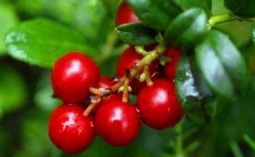 补虚益气|女性不想变成黄脸婆,不妨多吃以下食物,补虚益气,滋养肝肾