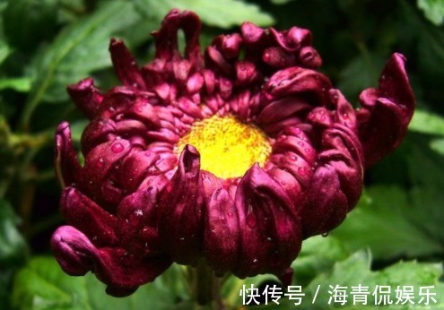 喜欢菊花,不妨养盆墨菊,似花中仙子,花色多又艳,养在家中美