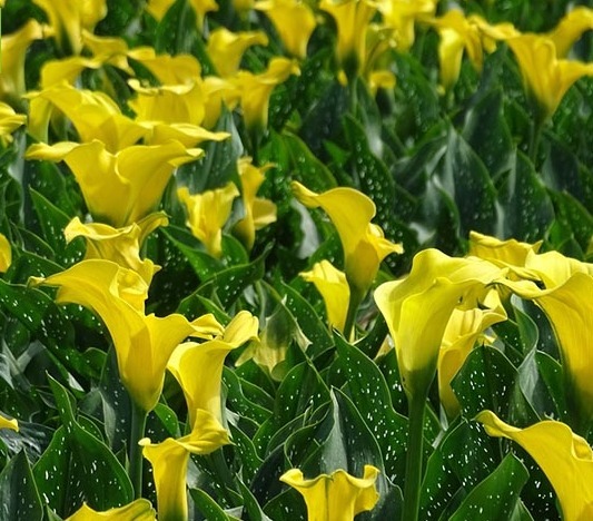 养花就养此款花,白得若雪,粉的似云霞,花姿清幽淡雅美