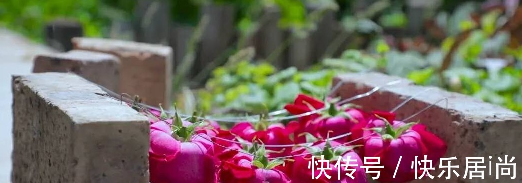 万人|李子柒晒一桌玫瑰宴,引2399万人观看,网友馋到流口水!