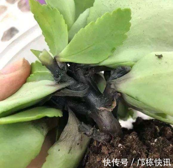 长寿花一换季就生病，不及时消毒，黑腐从头烂到尾！