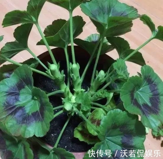 花肥|秋天的天竺葵“掐头去尾”，喂点“开花肥”，40天开花一团团