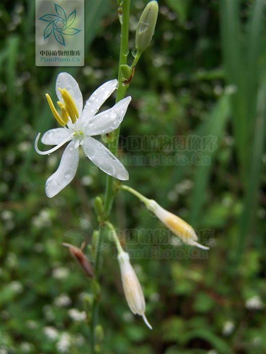 风湿|蛇咬药,见过吗?清热解毒,健脾利湿。主治风湿、毒蛇咬伤