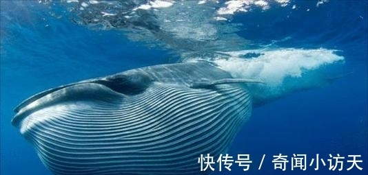11条趣味冷知识,好玩又奇怪,但却都是真实存在的知识