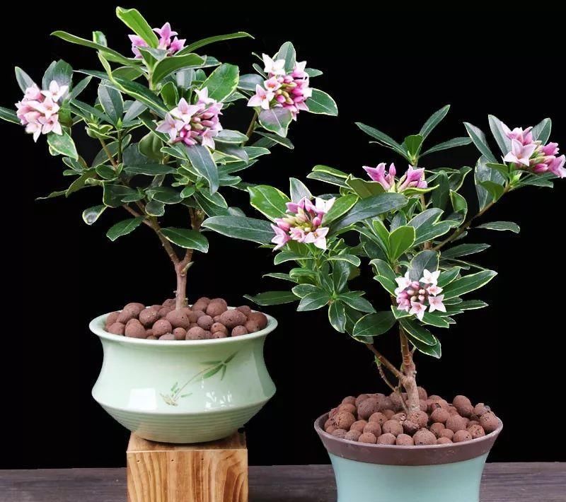 瑞香花开了，几个小技巧，开花更持久，满室生香