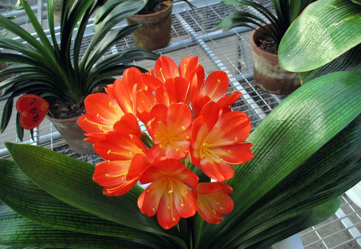 “人养花,花养人”,聪明人都养这3种花,寓意好、作用多