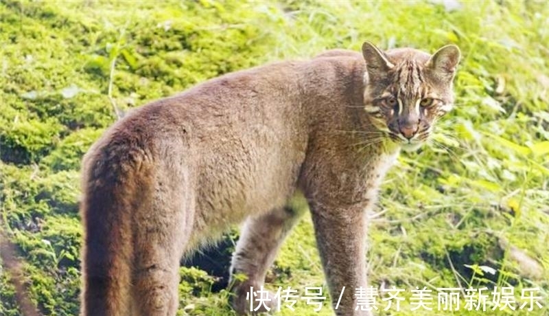 亚洲金猫|古代猛兽“彪”到底是何物?2005年后我国仅拍到3次,可杀死老虎