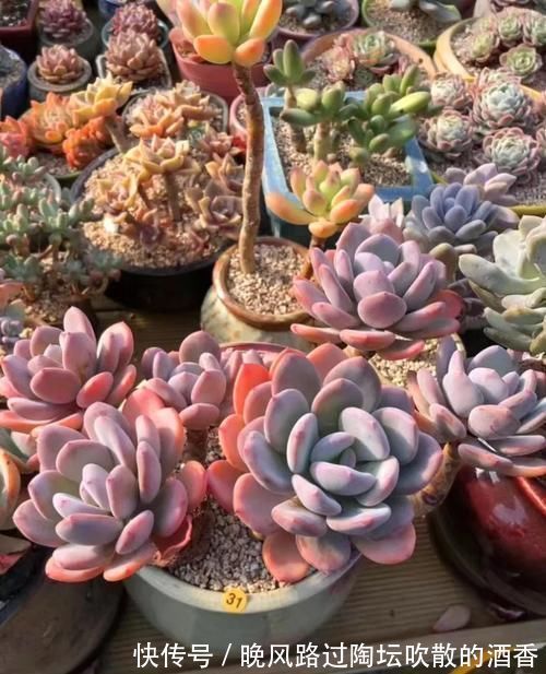 6种漂亮多肉，越老越美丽，长成小老桩，人人见了都赞叹不已！