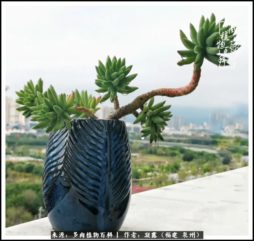 喜欢养肉,喜欢赏肉,更喜欢拍,如此怎能不掉肉坑