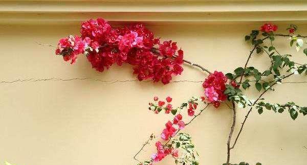 养三角梅,“撸光叶子”虐着养,25天后,又是一个“盛花期”