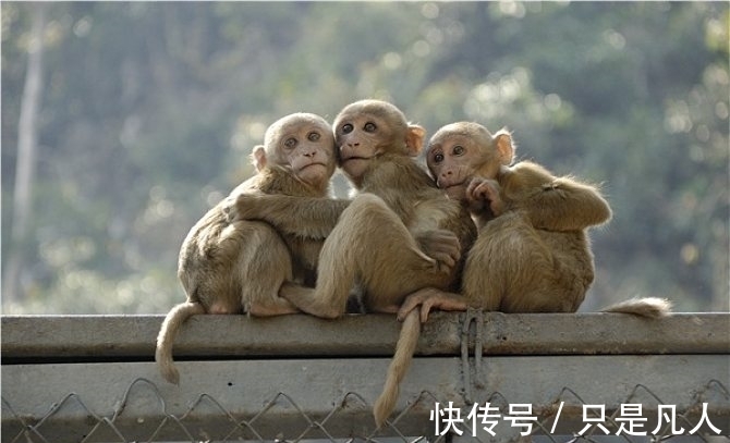 一生|“十猴九苦”，这几月出生的生肖猴一生大福大贵，享福不尽！