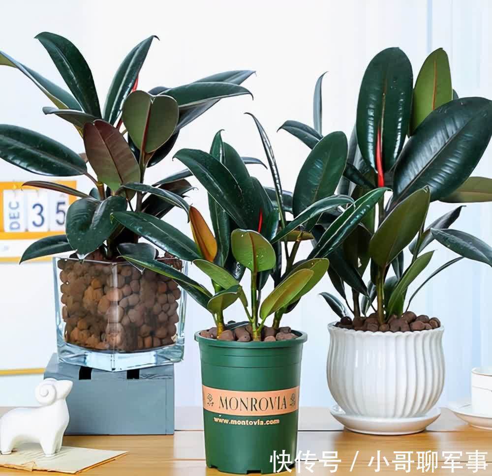 九大“健康花”,建议大家养一盆,干净漂亮又吉祥