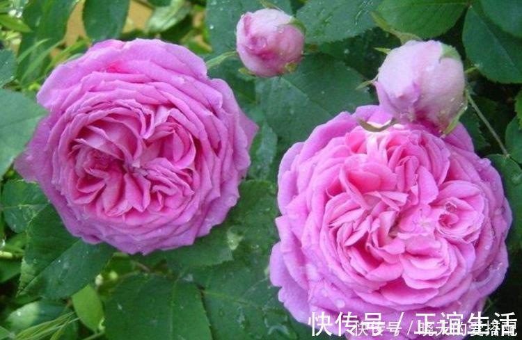 4种花养家里，旺财又养人，吉祥富贵，红红火火好运来