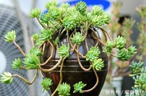 这8种多肉名字好听,颜值还特别高,摆在家里添吉祥!