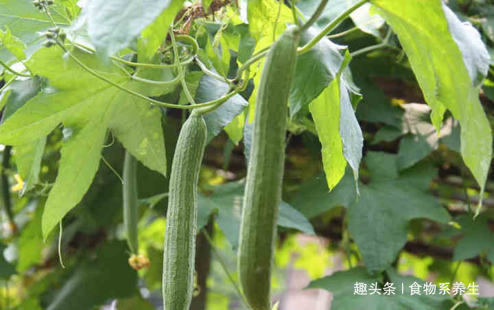 洗碗布|农村人拿它当洗碗布,城里人当废物丢掉,其价值却堪比冬虫夏草!