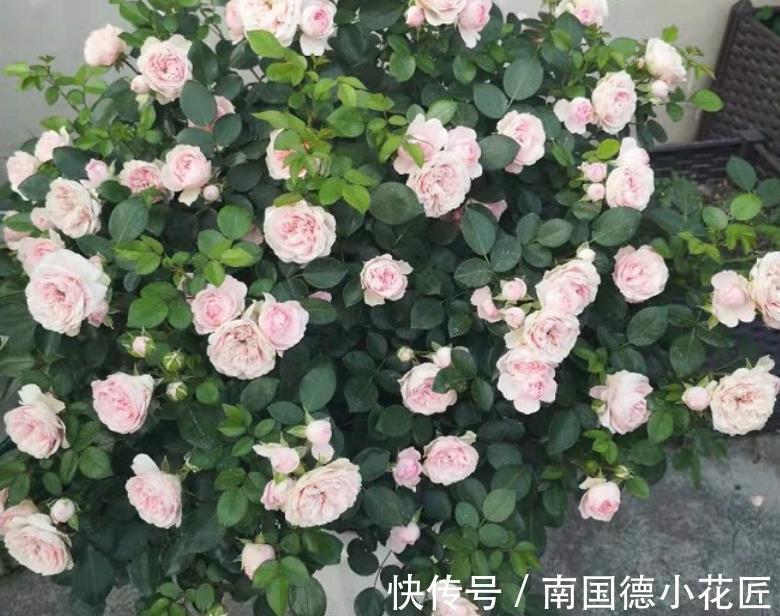 水溶性肥料|该怎么给月季施肥,需注意哪些地方?落实这4点事半功倍