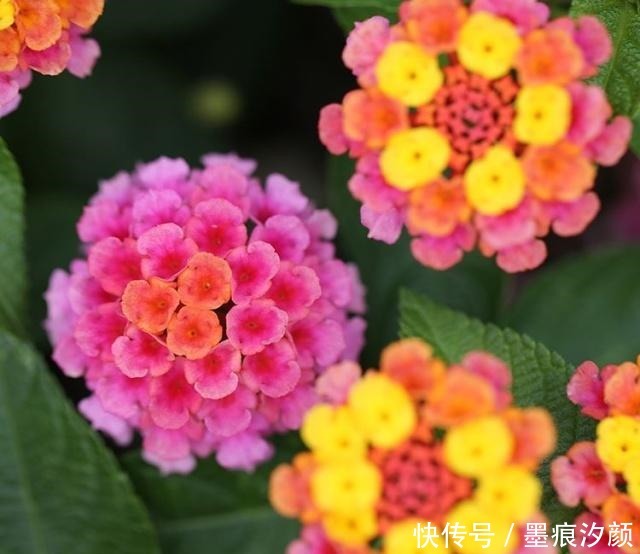 春天买花8种“疾病花”别买回家,客厅卧室“不能养”,别忽视!