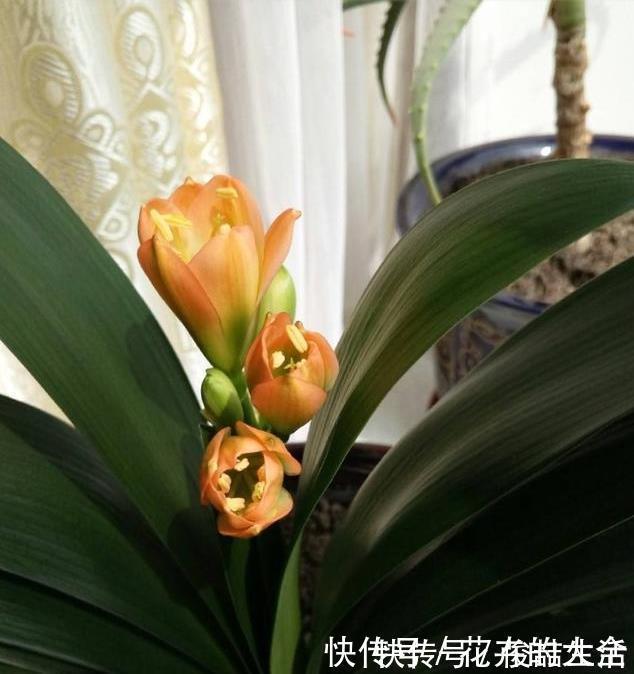 腐叶土|养君子兰用这个小妙招,开花多、新叶多、不夹箭,叶子绿的发光