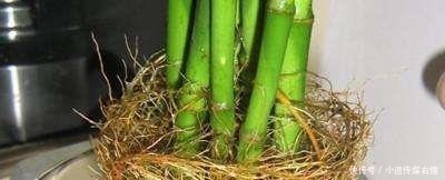 富贵竹|绿萝、富贵竹叶子发黄?听内行人说才晓得,是放错了位置