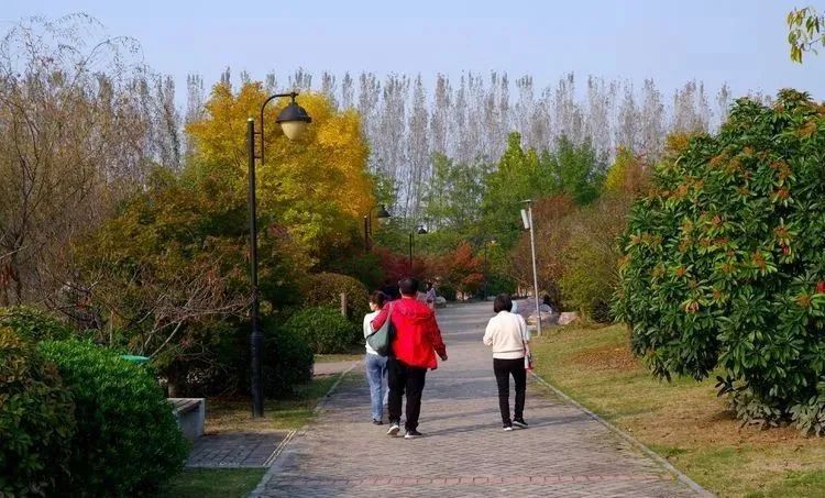 银杏|霜降枫红银杏黄，黄龙湿地公园染秋色