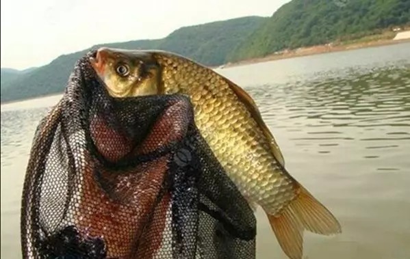 只能悄悄告诉你：酒米换个用法后，大鲫鱼一下钓一条，特别过瘾