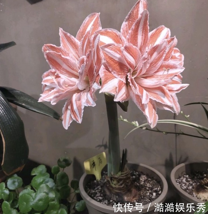 喜庆|路边捡的“洋葱”,种在盆里没管,今年又开花了,妈妈说“喜庆”