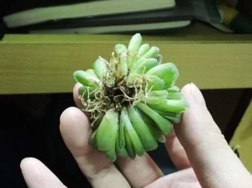 这件|换盆不做这件事,就等于白换了,一年也不长个