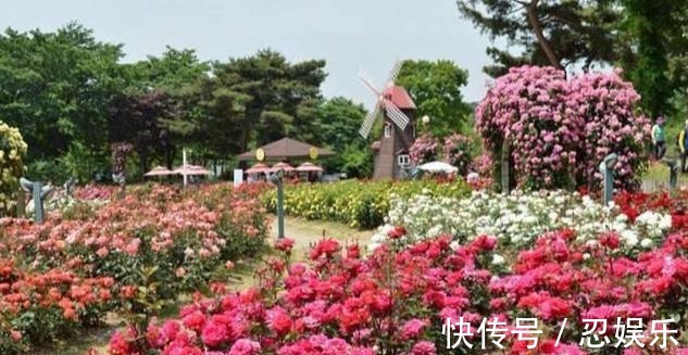 玫瑰怎么养记住5个养殖要求,助你成功养殖好盆栽玫瑰花!