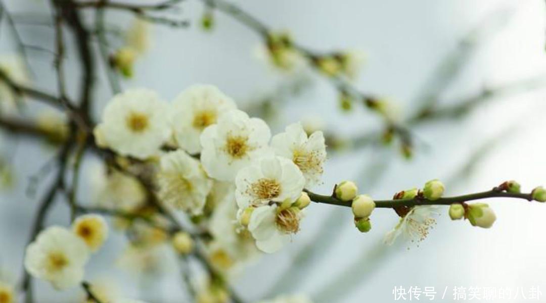 万里春&一首清新脱俗的咏梅诗,不仅写出了新意,同时每一句还另有深意!