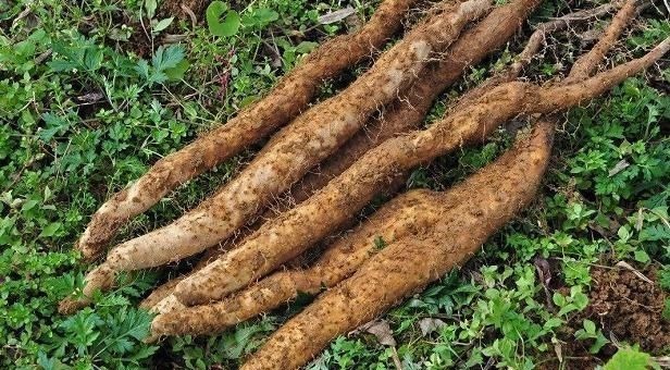 尿酸|它是痛风的“超强天敌”，长期吃下去，尿酸就会下降