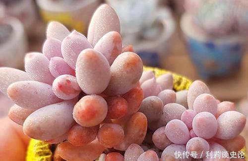 此款多肉,叶子饱满粉嫩,容易长成悬崖桩,适合新手!