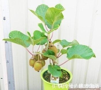 这6种盆栽不用买,水果吃完丢水里泡7天,30天后乐开花!