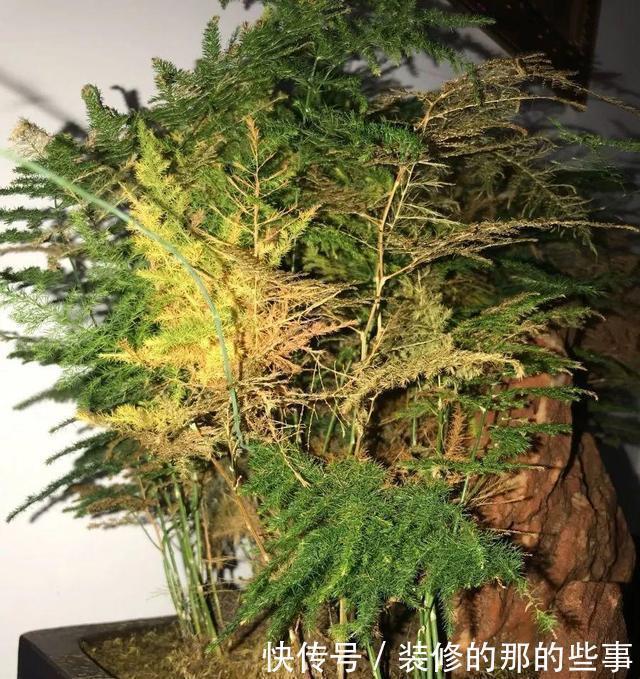 茂密|养文竹,浇水加1种粉末,不黄叶、不烂根,新芽蹭蹭长