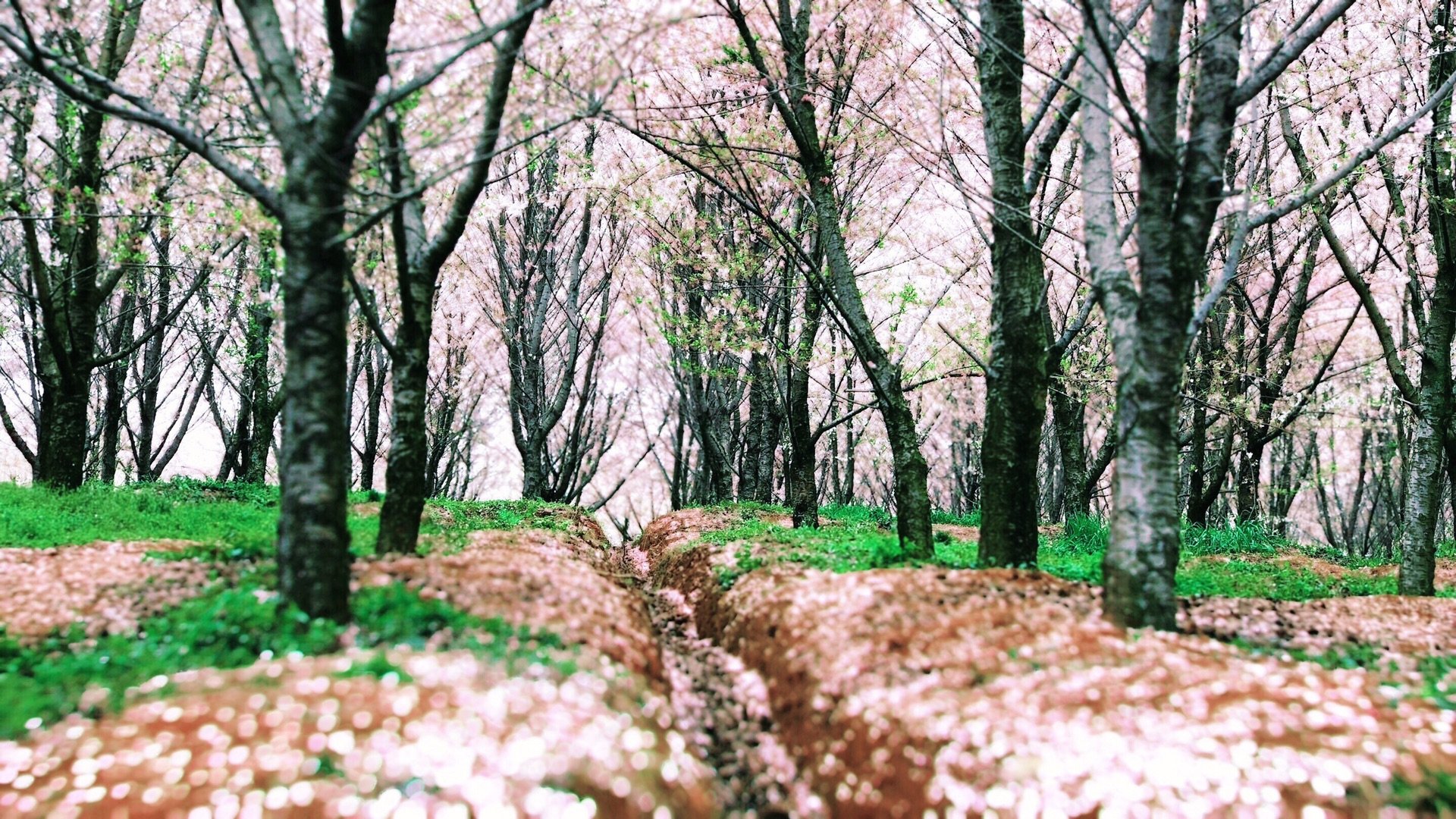 平坝樱花海，惊艳又浪漫