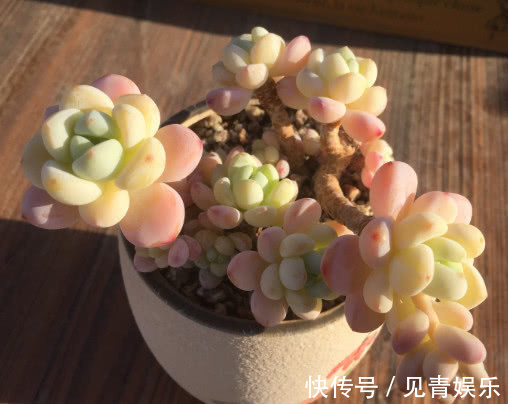 多肉劳尔怎么养教你3个盆栽小妙招,养出红润饱满的劳尔