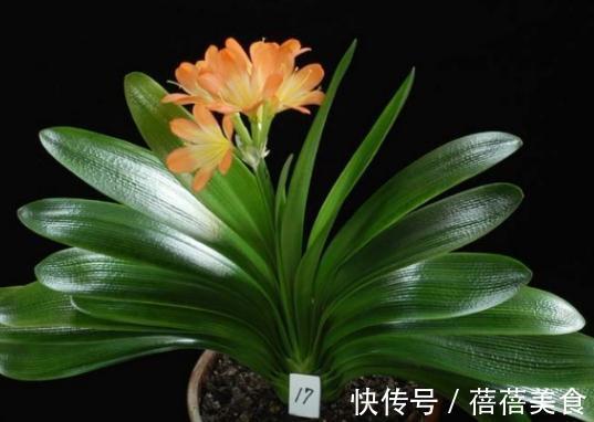 养好君子兰用这几种意想不到的肥料会更好