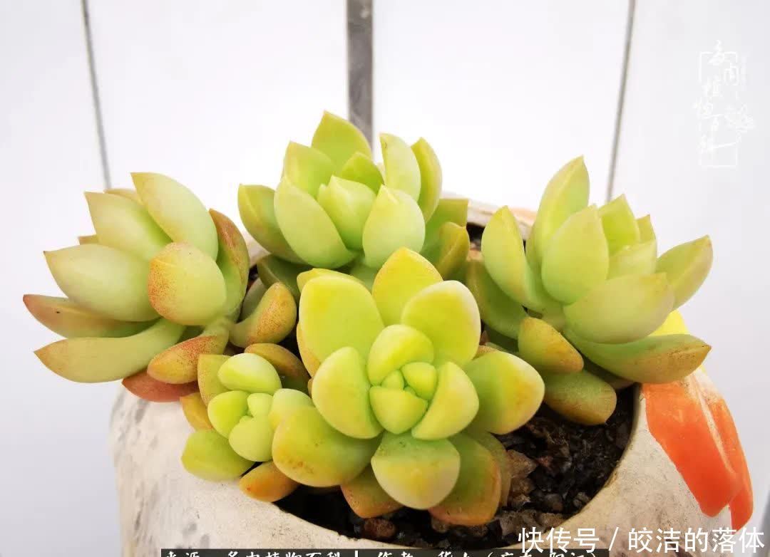 广东的冬天是多肉的春天,时间是最好的魔法师!