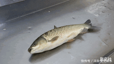 水中|神奇的古老弓鱼术，鱼离开水2天，照样鲜活