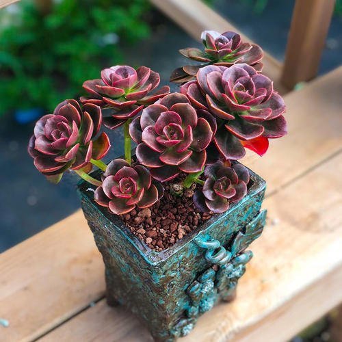 多肉植物爱吃2种肥,根系健壮,叶子肥厚,养成老桩