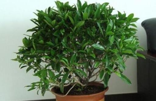 枝条|矮化茉莉的手法,只需这里“剪一下”,植株矮壮,发满“花芽”