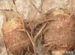 鸡血藤|这草药,既可治腰痛,又可治关节痛,还可治神经痛